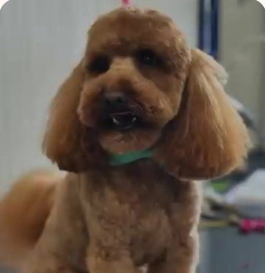 Pudel po strzyżeniu w Beauty Dog