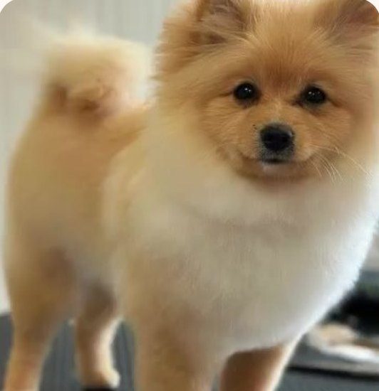 Szpic po strzyżeniu w Beauty Dog