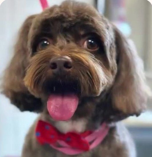 Z apaszką po strzyżeniu w Beauty Dog